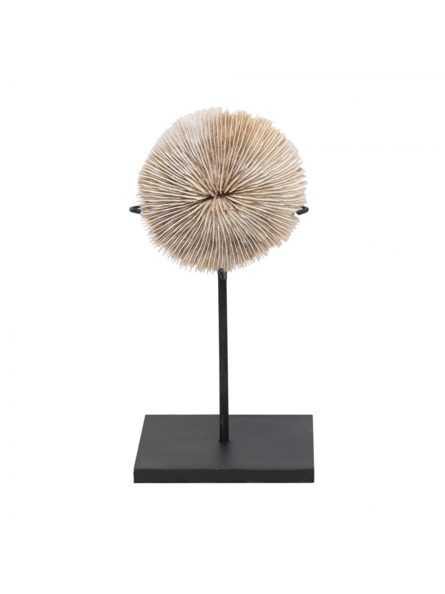Pedestal Coral