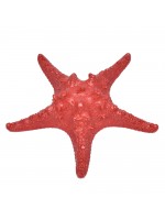 Estrela Ouriço Vermelha