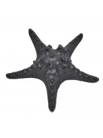 Estrela Ouriço Preta