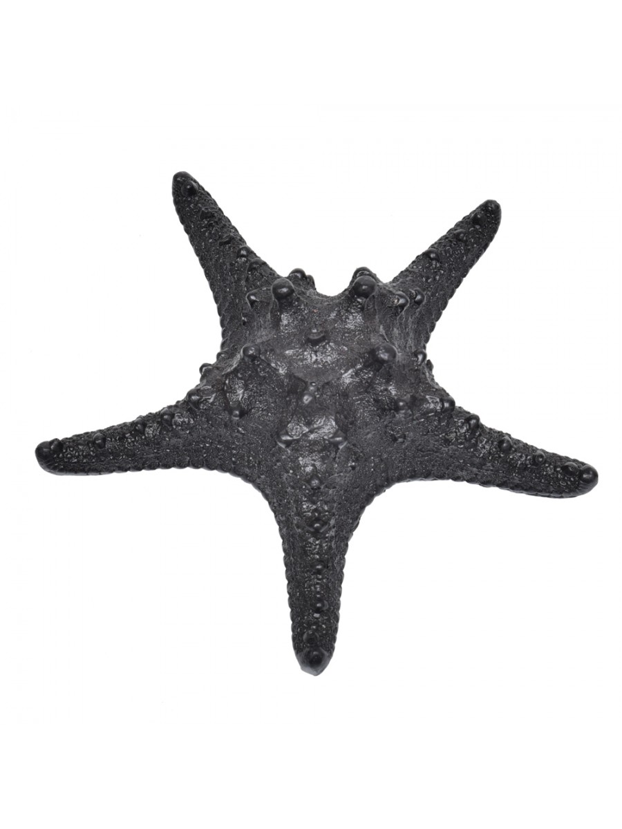 Estrela Ouriço Preta