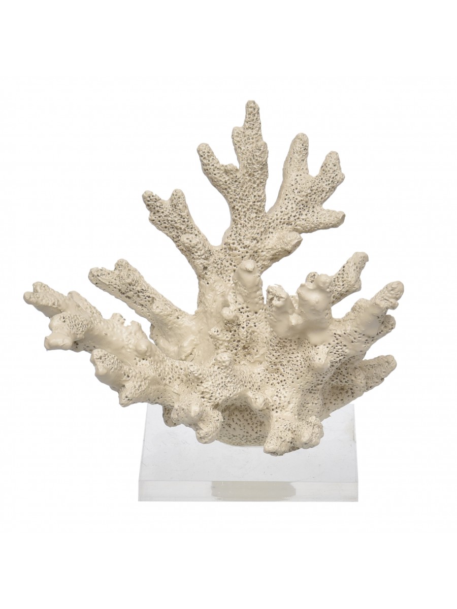 Coral Pequeno Palha