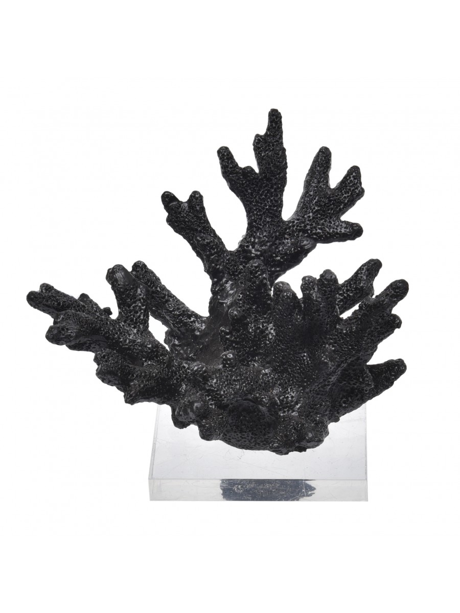 Coral Pequeno Preto