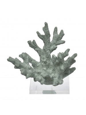 Coral Pequeno Oliva