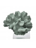 Coral Bola Oliva
