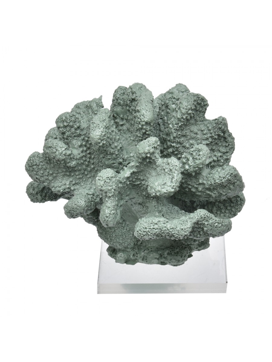 Coral Bola Oliva