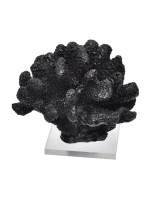 Coral Bola Preto
