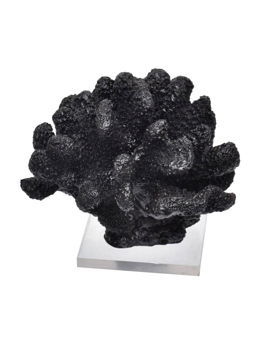 Coral Bola Preto