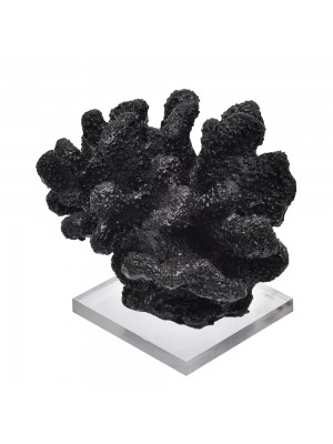 Coral Bola Preto