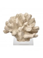 Coral Bola Palha