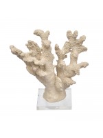 Coral Médio Palha