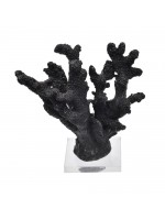 Coral Médio Preto