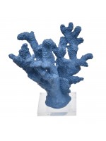 Coral Médio Azul Lápis