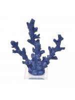 Coral Fino Azul Marinho