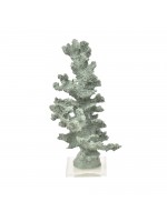 Coral Alto Oliva