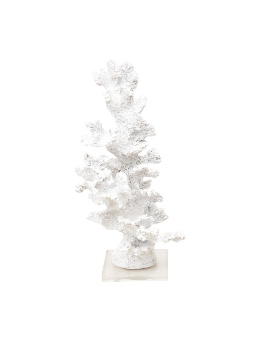 Coral Alto Branco