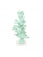 Coral Alto Acqua