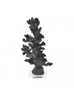 Coral Alto Preto