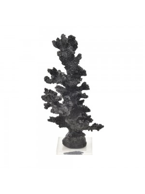 Coral Alto Preto